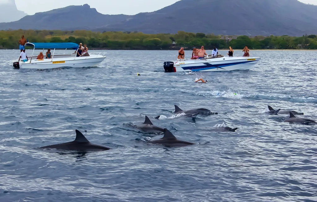 Small boats following dolphins in open water