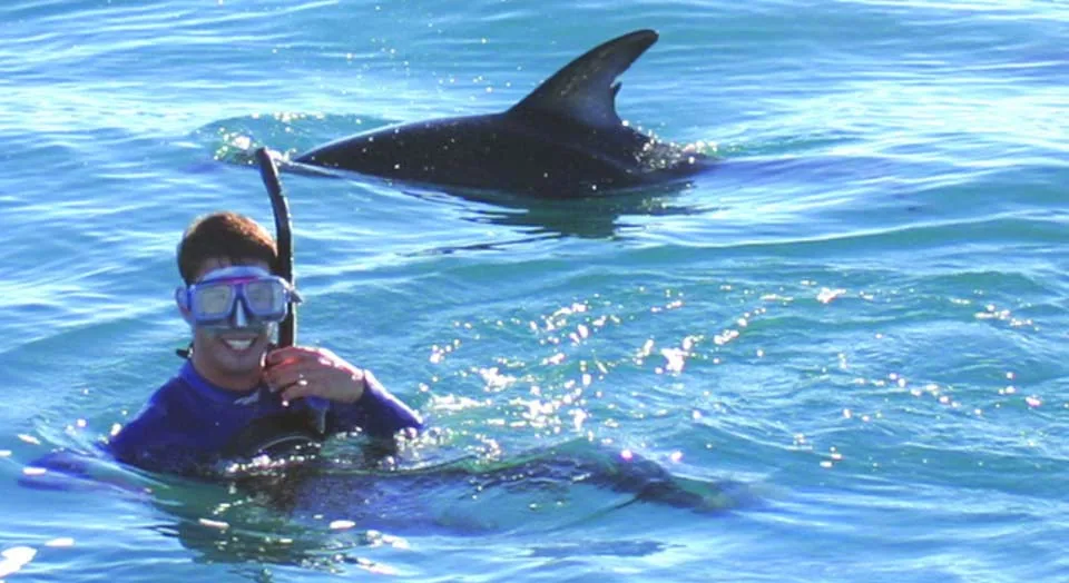 Snorkeler watching dolphins in clear blue water