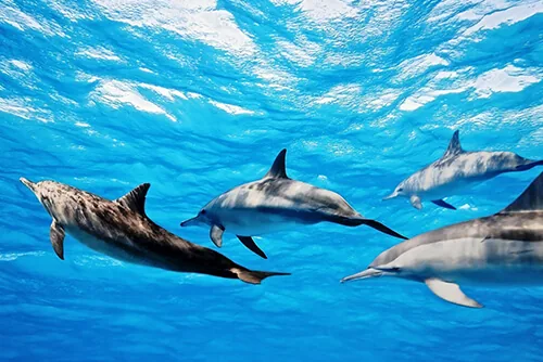Dolphins swimming together underwater